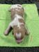 1
Mazeppa Brittany Female