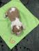 6
Mazeppa Brittany Female