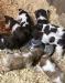 Liver and white, Liver roan and orange roan. Farm family raised.  Socialization daily with a lot of playtime with our grandkids. Puppies up to date on vaccinations and worming.  
   