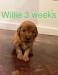 Meet Willy Nelson