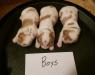 The male puppies