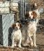 Male Pup updated pic