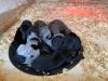 Litter Pic