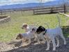 2 of orange belton are available the tri is from another litter & is sold 