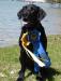 DAM - BELLA has a QUALIFYING WIN while in Derby