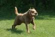 sire of 3 wks pups is the son of Chesabars Copper Reflection CH GCH JH