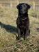 8 month old started hunting dog “Axle”. He is ready to start hunting!