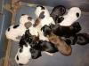 12 gsp puppies 1 week old today 9 females 3 males