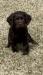 Boykin Spaniel male 