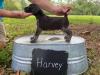 HARVEY

