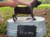 HARVEY