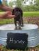 HARVEY