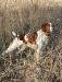 Sire of pups