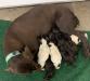 LITTER ANNOUNCEMENT AKC REGISTERED DAM & SIRE
I HAVE MALE & FEMALE LIVER/WHITE OR SOLID LIVER
WHELPED 03/30/2022  EMAIL kandsdog@gmail.com FACEBOOK KandS Kennels  WEBSITE kands.dog CONTACT KENNETH MCCRACKEN 843-504-0997