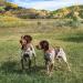Remchesters Whistling Bird (left). Liver roan Brittany stud.