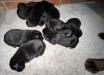 10 black Labrador puppies. Males available. 