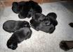 10 black Labrador puppies. Males available. 