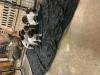 4weeks old