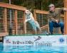 Thyme (dam) AKC HFR'S BENCHMAID BIRDMONGER, dock diving at Brown Dog University in Gig Harbor, WA