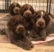 2021 litter 