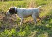 Sire (in breaking process)