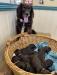 8 precious little browns. Born May 5th. Ready July 8th.  Will be fully vetted and microchipped 