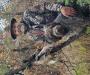Sam is calm and quiet in the blind. 