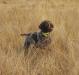 Roxie's first wild bird. She is fast, she covers allot of ground.