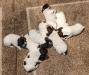 Roxie's puppies were born May 17, 2022. They had their tails and dewclaws done by a veterinarian. When the tails are docked, the veterinarian sutures
the end.