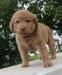 6 wks female