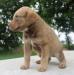 6 wks female