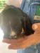 Black Female.  She has some white on her nose, chest and paws. 