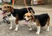 Angel (14 inch Beagle) and Xena (12 inch Beagle). This pictures shows difference between 13 inch and 15 inch Beagle.