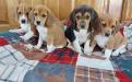 Angel puppies with Rocky (shows both tri-coloured with Lemon and white beagle puppies from our previous fall litter 2021)