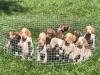 Puppies from previous litter