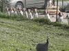 Pups focused on a guinea hen strolling past their kennel.