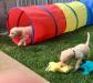 Puppies introduced to obstacles 