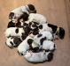 Puppies 