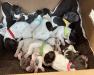 Puppies 