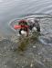 Rogue retrieving bumpers in the water! She’s a natural and loves the water. 