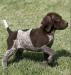 Male German shorthaired Pointer:  $2000