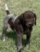 Female German shorthaired Pointer. Super nice female