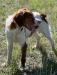 tank.  1 year old Brittany