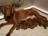 Deja and her beautiful litter of Yogi MH puppies. This was taken just after they were born. 