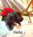 Nala is a sweetheart fiercely intelligent female she features a soft plush coat and is very cuddly she is already on pheasant and various bird feathers along with sheds as well as been introduced to water 3.5 weeks old in the photo 4 weeks and 2 days today