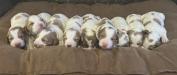 Puppies
