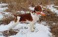 Sire: Julie Asmus's UAGCH, URO1, AFC, AKC/UKC GCH Repeat’s Little 501 Blues, CAA, BN, RE, SH, OA, OAJ, OAP, OJP, NF, NFP, BCAT, CGC, TKA  “Levi” 