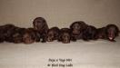 The female puppies of the litter