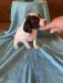 We have 7 puppies left. 1 liver male, 3 Orange males,3 liver females.