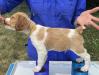 Yellow collar - male